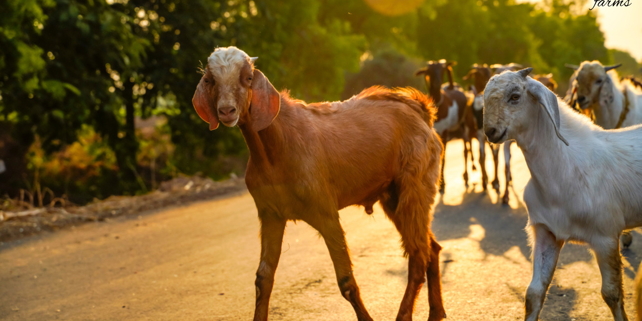 Courtyard farms goat image