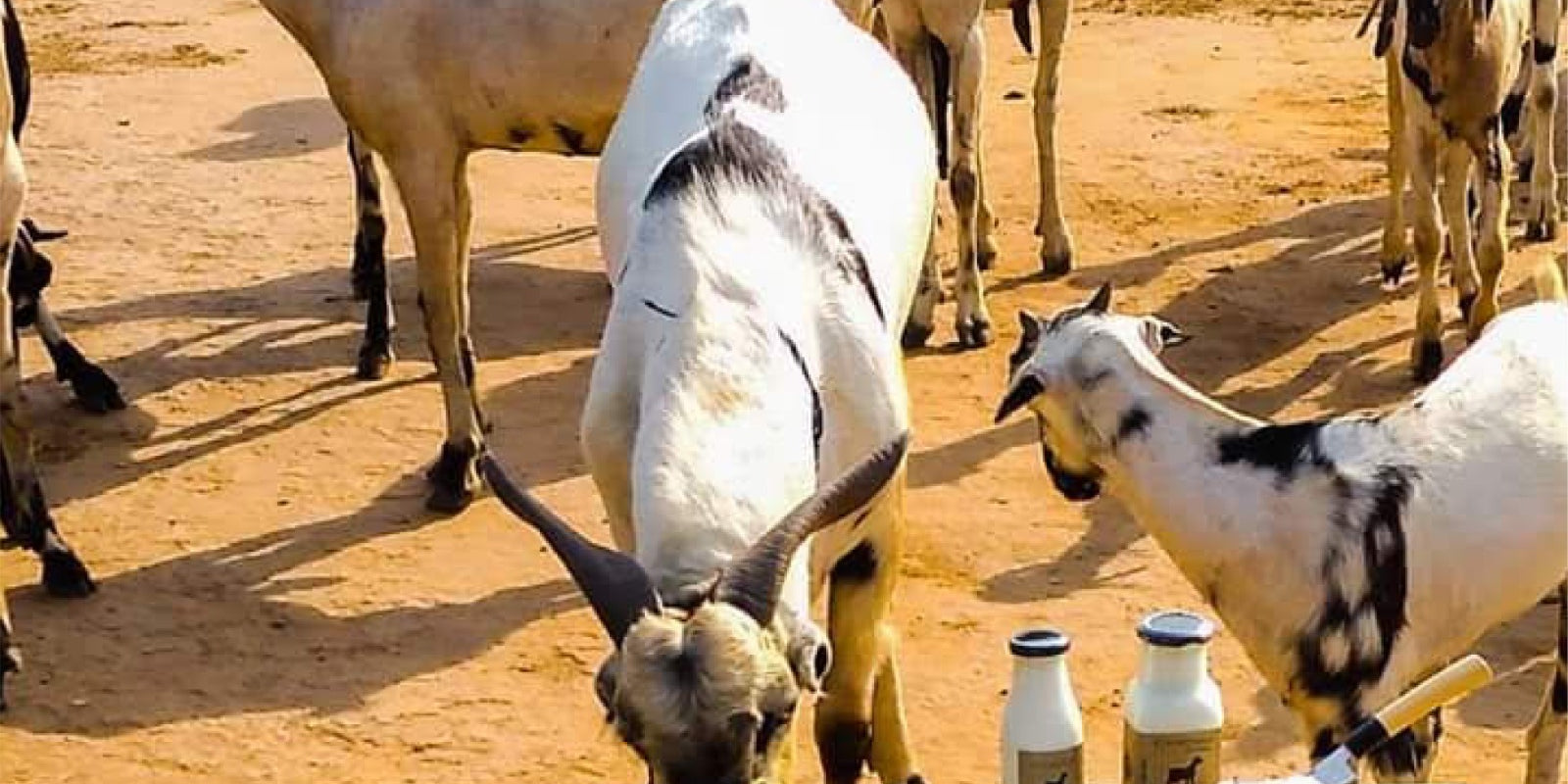 Order Goat Milk Online