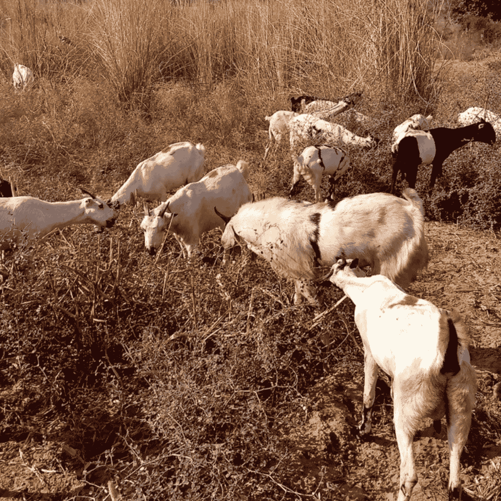 Courtyard_farms_Goat_Farm.png