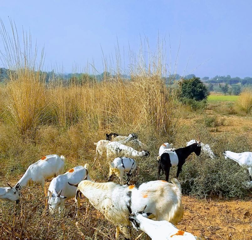 free_range_goat_milk_1.jpg