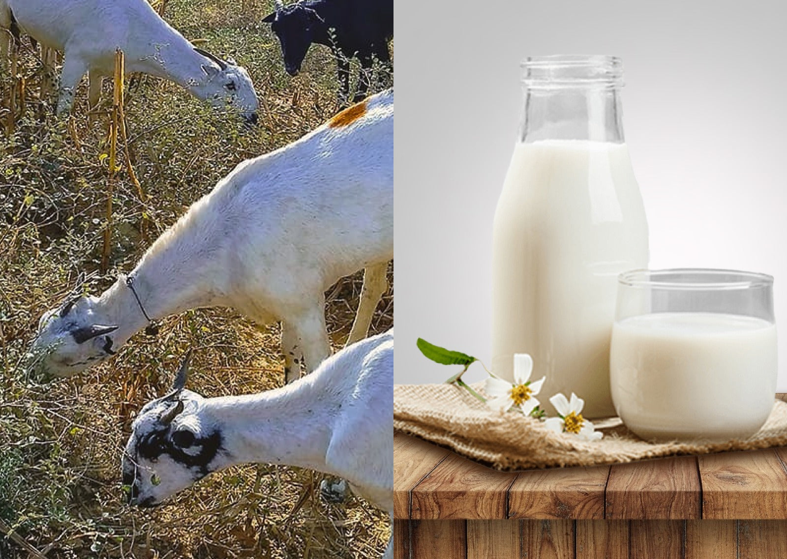 Understanding Goat Milk Prices in Delhi: What You Need to Know