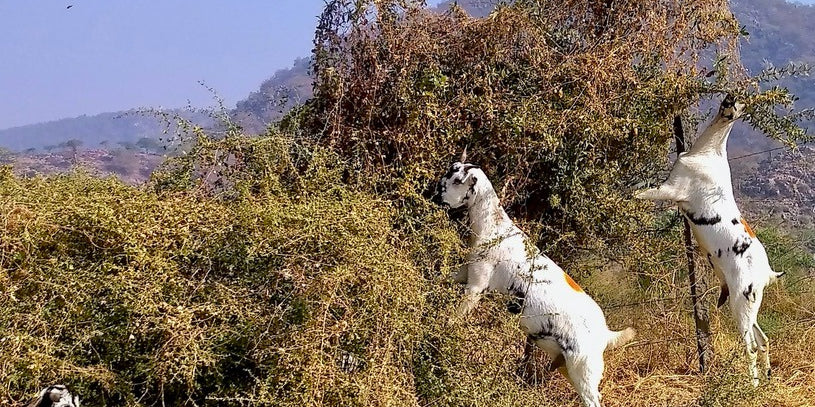 courtyard farms goats