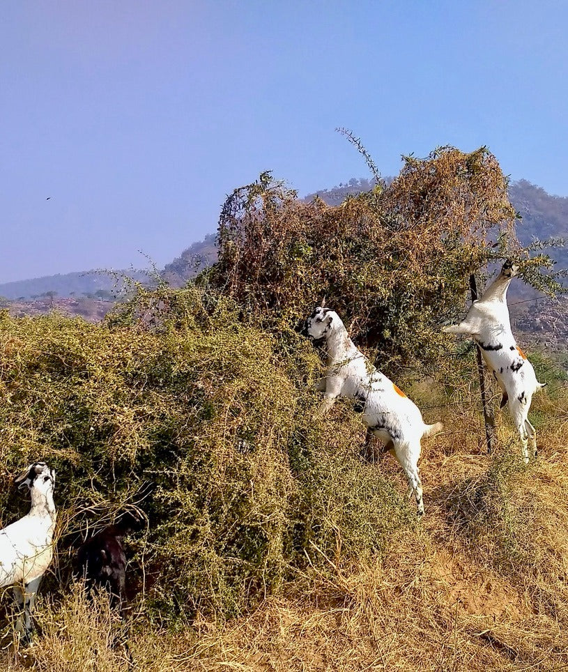 courtyard farms goats