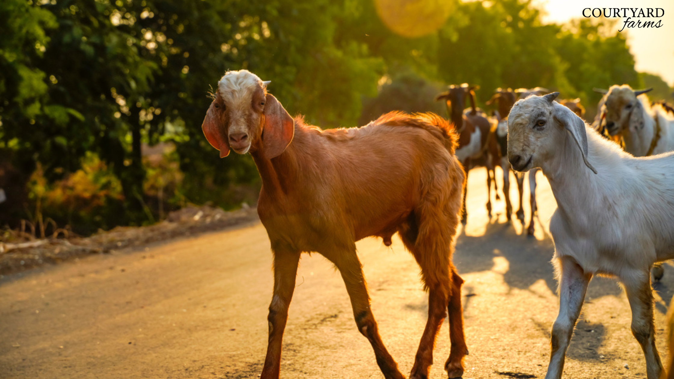 Courtyard farms goat image