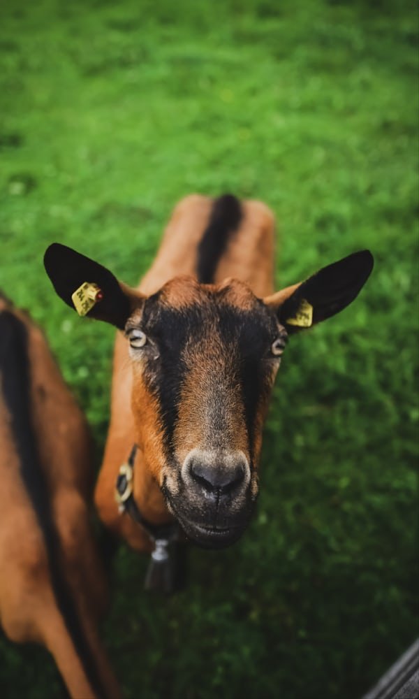 Goat Milk Nutrition and Health Benefits for All - Courtyard Farms