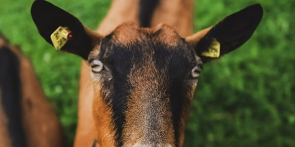 Goat Milk Nutrition and Health Benefits for All - Courtyard Farms