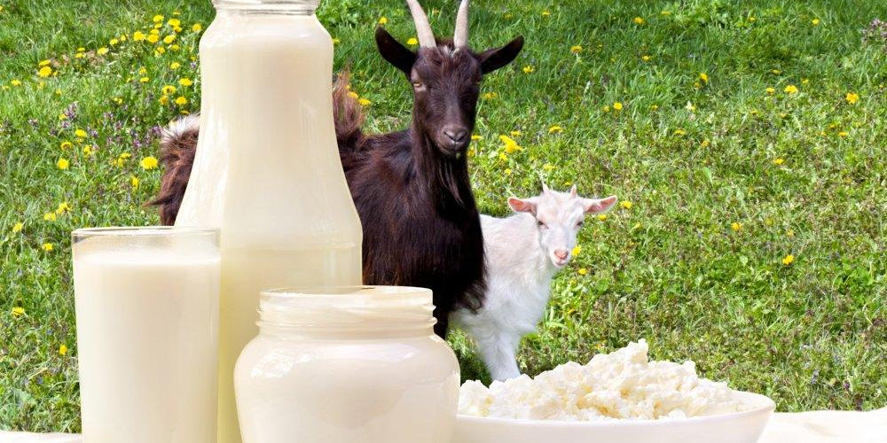 How Can Goat Milk Help With Improving Hair Condition? - Courtyard Farms