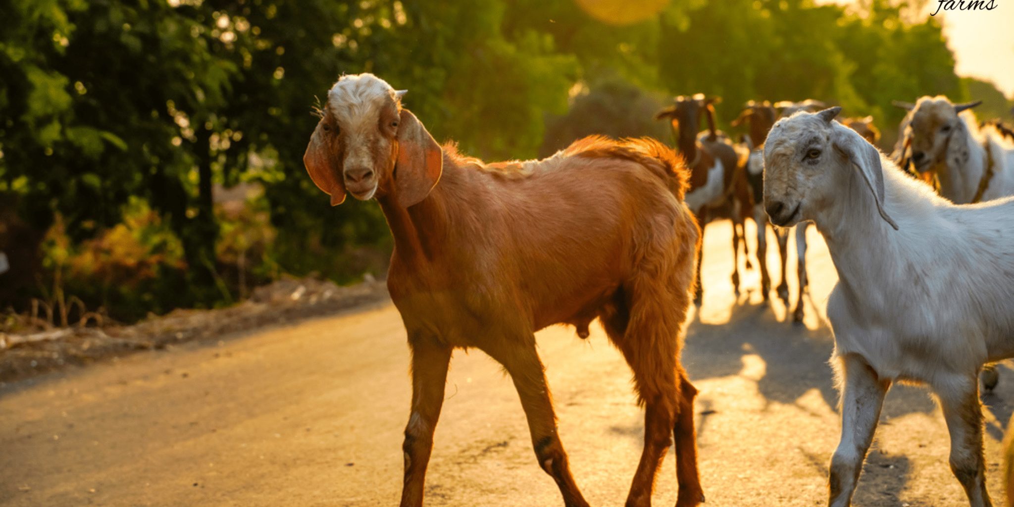 Is Goat Milk Easier to Digest Than Cow Milk? - Courtyard Farms