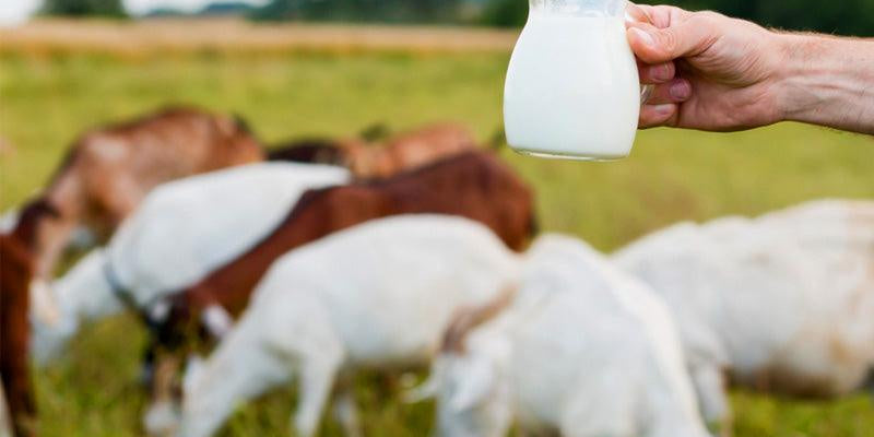 Switch to Goat Milk by courtyard farms