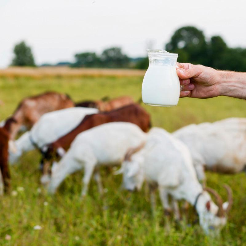 Switch to Goat Milk by courtyard farms