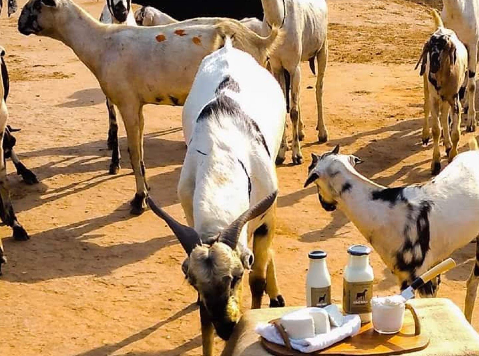 Top 5 Benefits of Ordering Fresh Goat Milk Online - Courtyard Farms