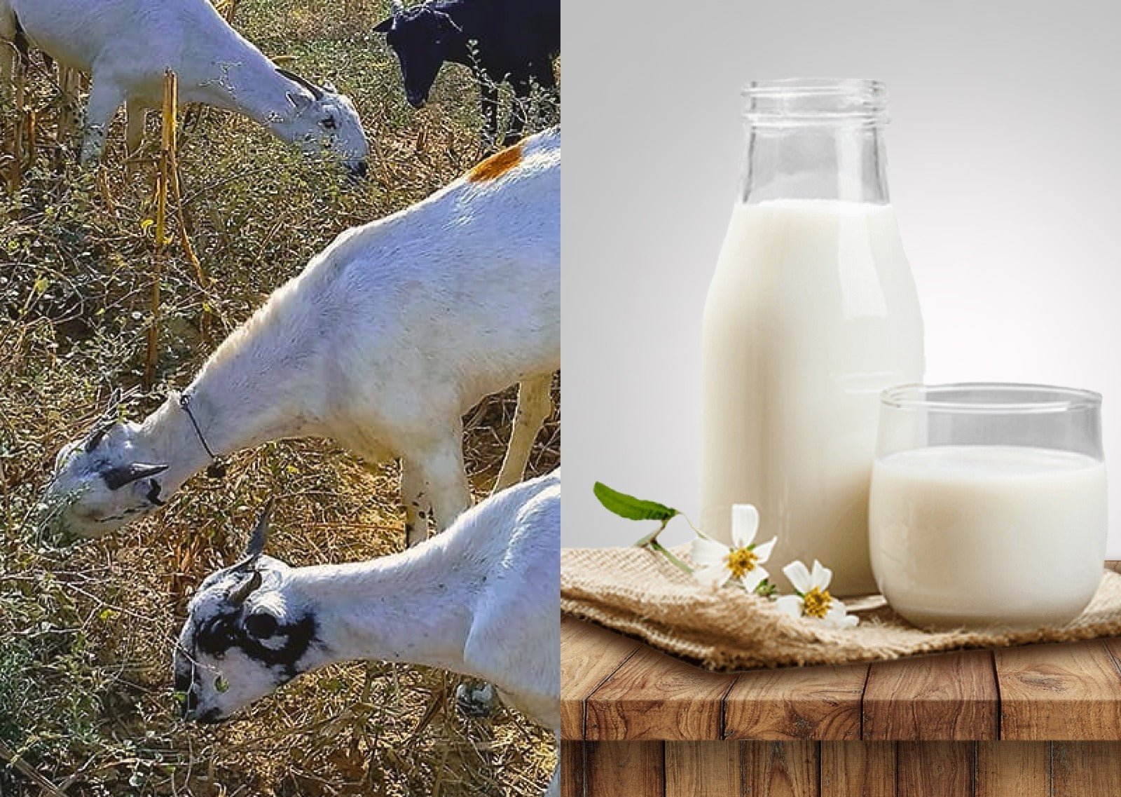 Understanding Goat Milk Prices in Delhi: What You Need to Know - Courtyard Farms