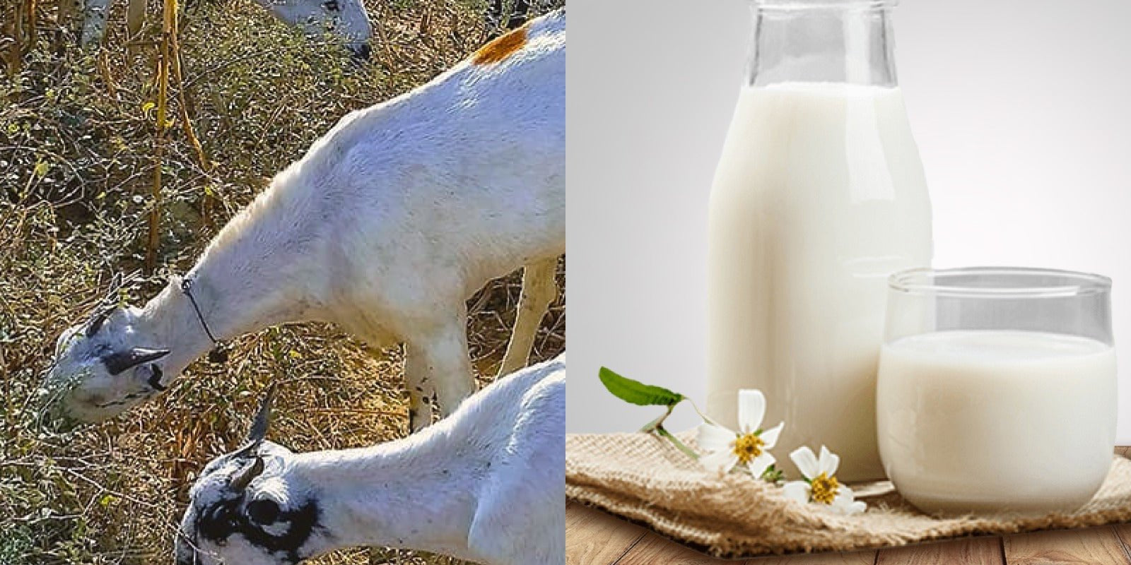 Understanding Goat Milk Prices in Delhi: What You Need to Know - Courtyard Farms