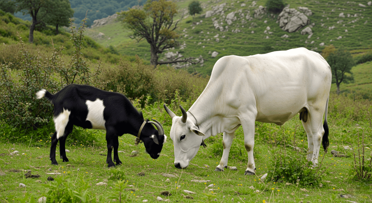 Which Is Better for Allergies and Digestion: Goat or Cow Milk? - Courtyard Farms