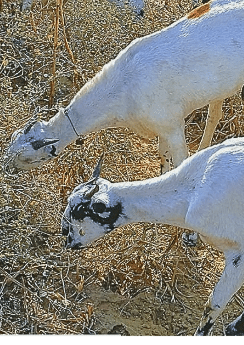 goat_farm_image.png